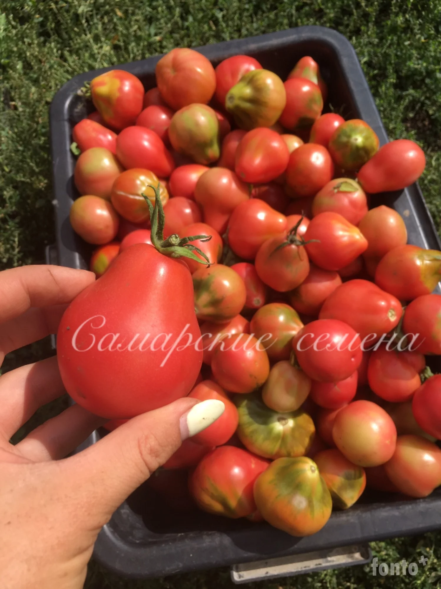 Самарские семена томатов