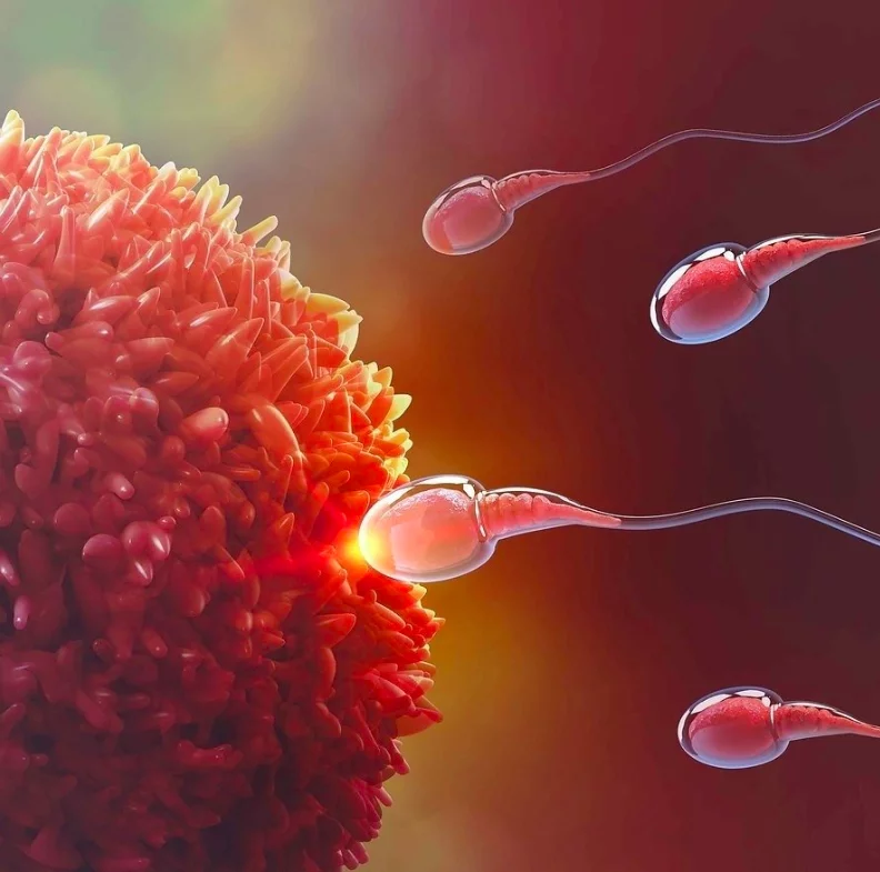 Сколько сперматозоид добирается до яйцеклетки: от эякуляции до оплодотворения
